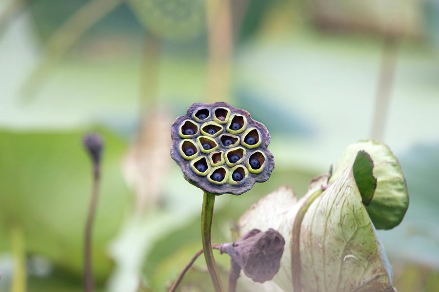 Lotus Seed Pods Photograph