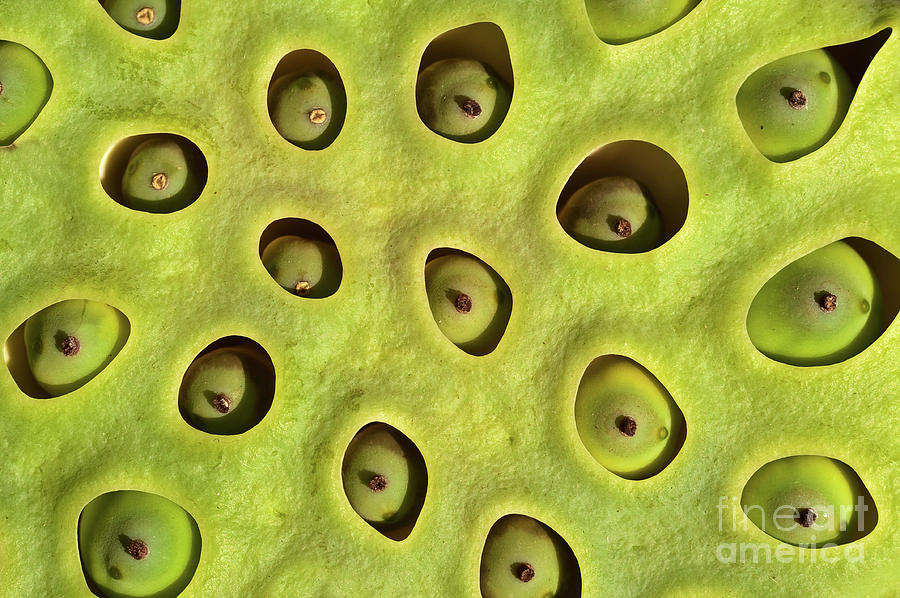 Lotus seeds pod Photograph by Delphimages Photo Creations