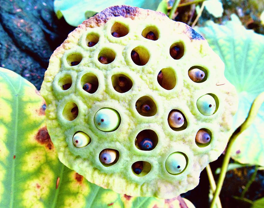 Lotus Seeds Photograph by Zeitlin Giffen
