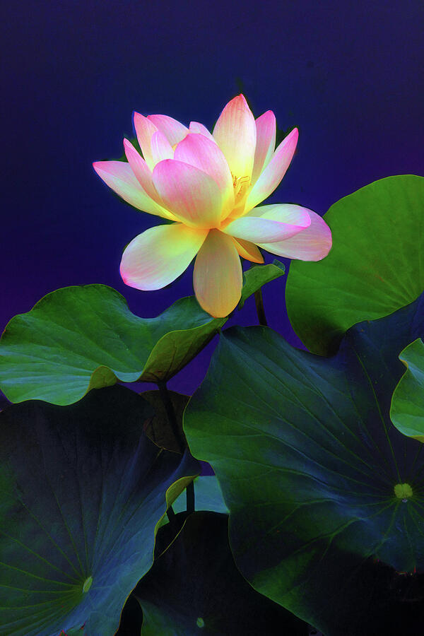Lotus Unfurled Photograph by Jessica Jenney