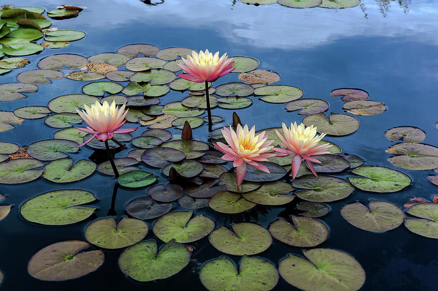 Lily Photograph - Lotus Water Garden by John Bartelt