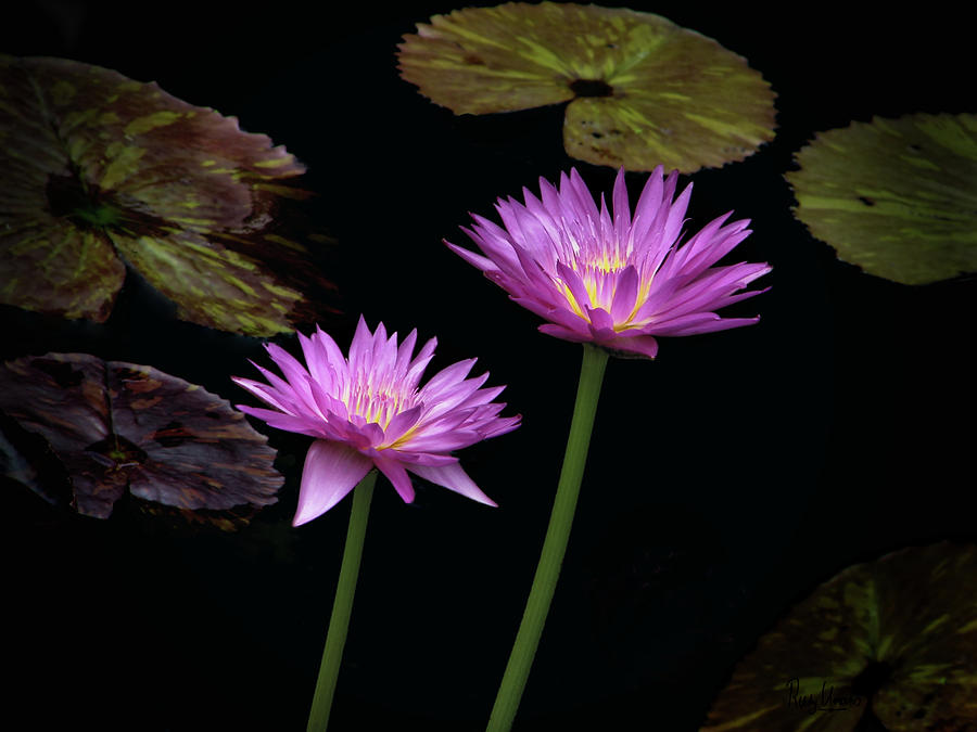 Lily Photograph - Lotus water lilies by Rudy Umans
