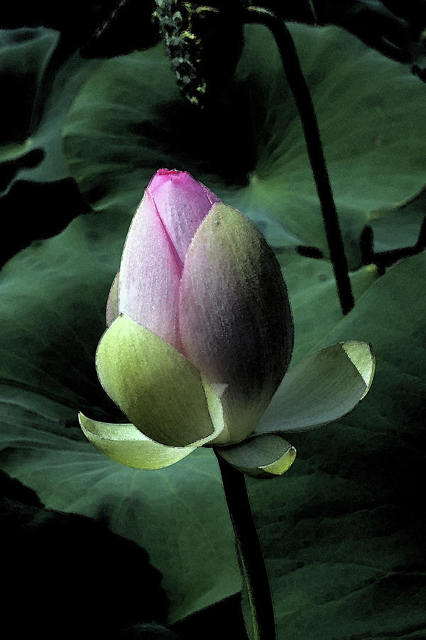 Lotus Watercolor Photograph by Carolyn Stagger Cokley