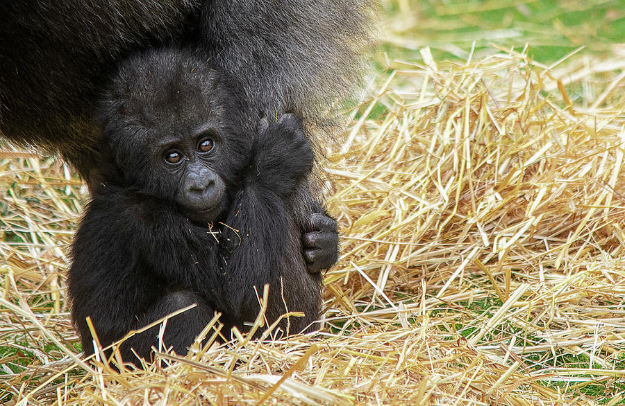 Louango as a young gorilla Photograph by Gareth Parkes