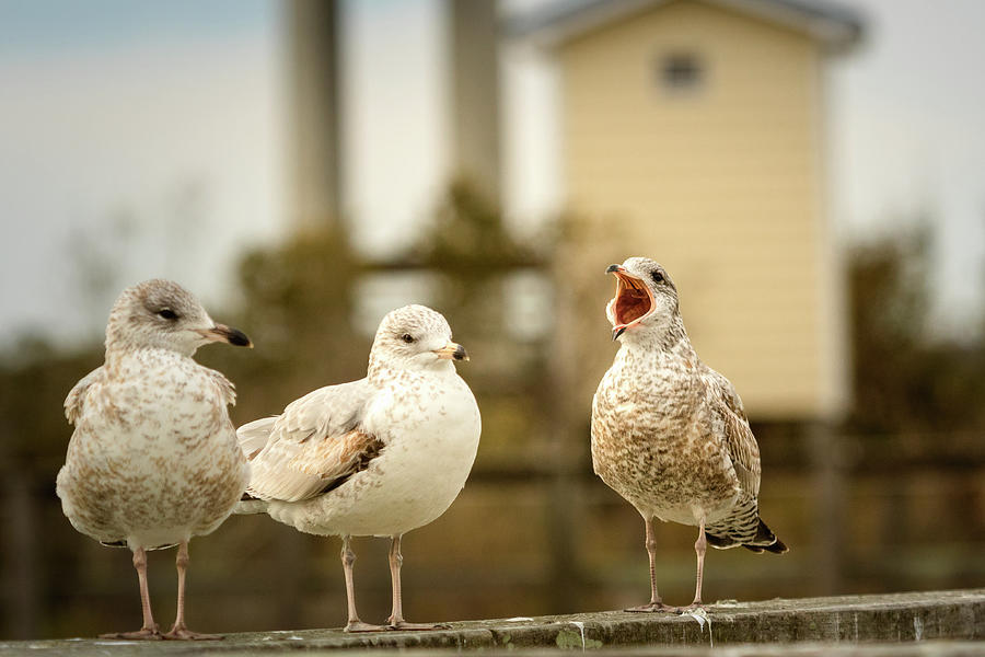 Loud Mouthed Juvenile Gull Photograph by Joni Eskridge
