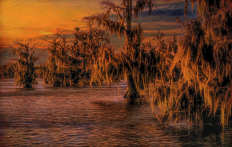Louisiana Bayou Luminescence Photograph