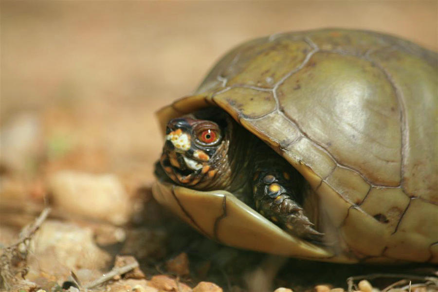 Louisiana Box Turtle Photograph By Isaac Golding - Pixels