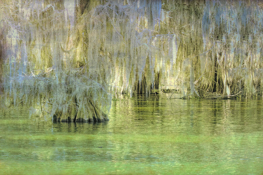 Sunset Photograph - Louisiana Cypress Rays of Light by Norma Brandsberg Sunset Photograph - Louisiana Cypress Rays of Light by Norma Brandsberg