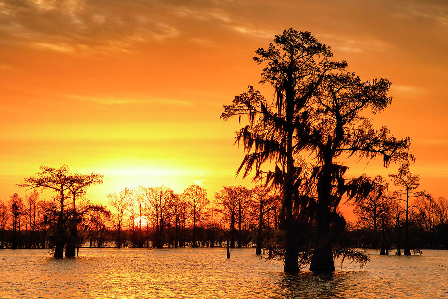 Louisiana Gold Photograph by Andy Crawford