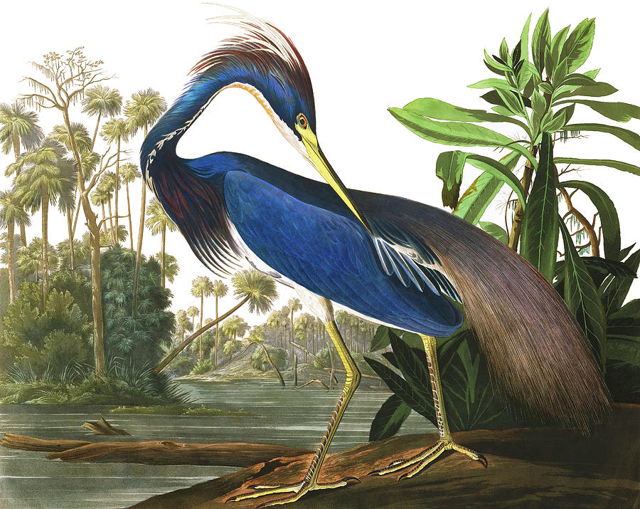John James Audubon Painting - Louisiana Heron, Birds of America by John James Audubon