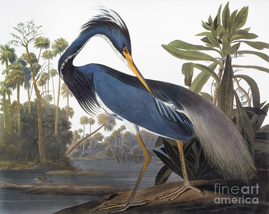 Louisiana Heron - Hydranassa Tricolor, 1827 Drawing by John James Audubon