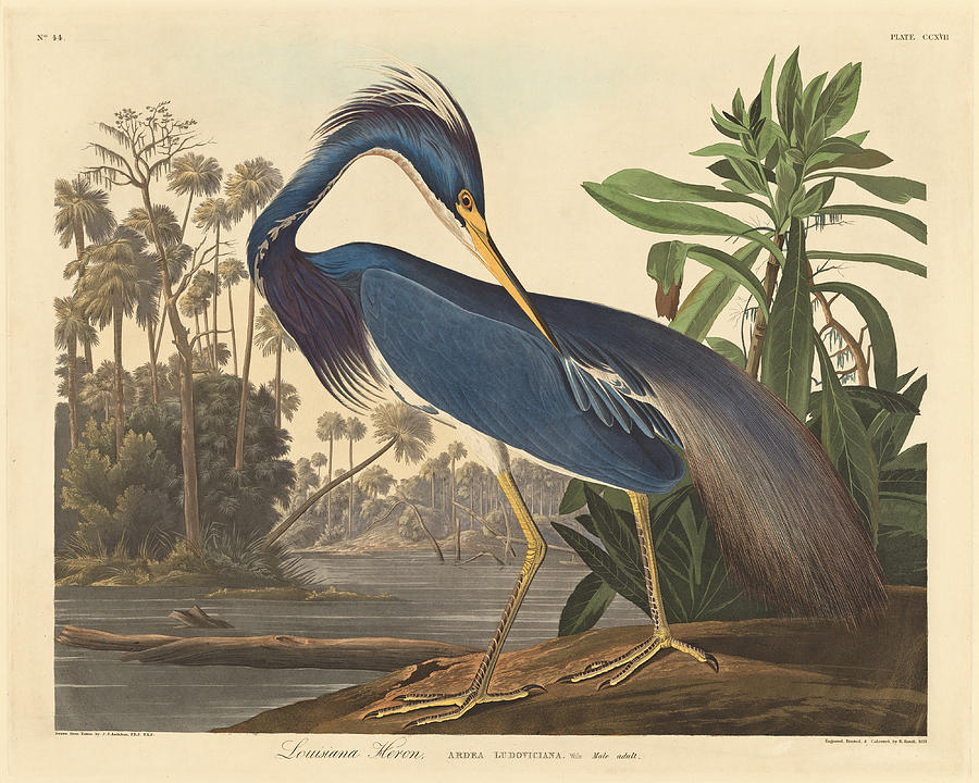 Louisiana Heron Drawing by Robert Havell