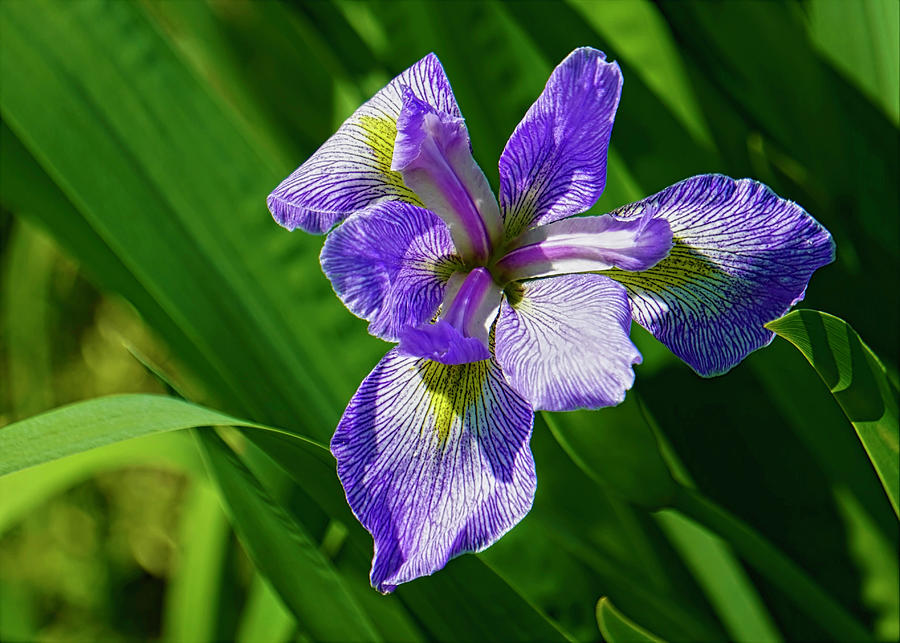 Louisiana Iris Photograph by Karen Beasley - Fine Art America