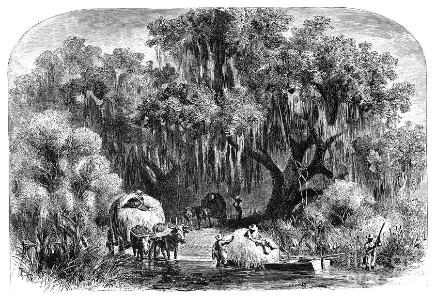Louisiana Moss Gatherers Drawing by Alfred Rudolph Waud