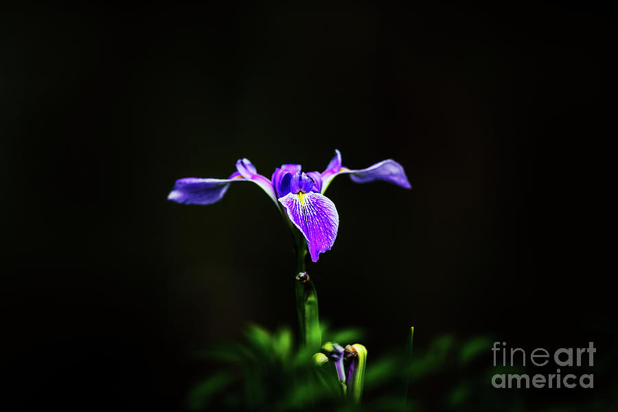 Nature Photograph - Louisiana Purple Iris by Scott Pellegrin