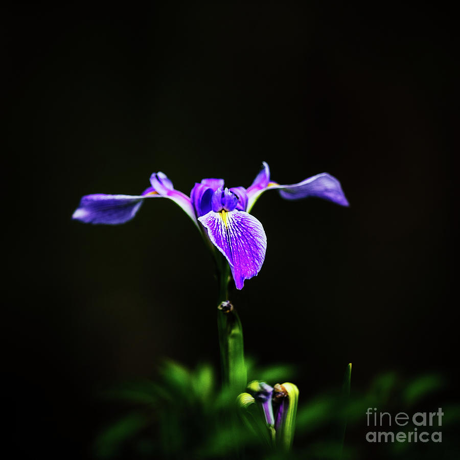Nature Photograph - Louisiana Purple Swamp Iris - square by Scott Pellegrin