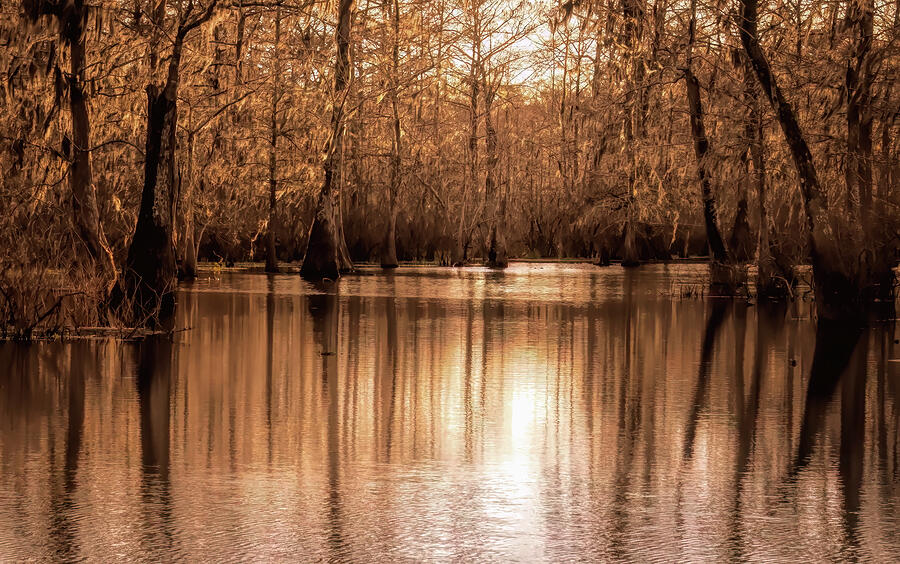 Louisiana Bayou State Cypress Reserve at Lake Martin Photograph by Norma Brandsberg