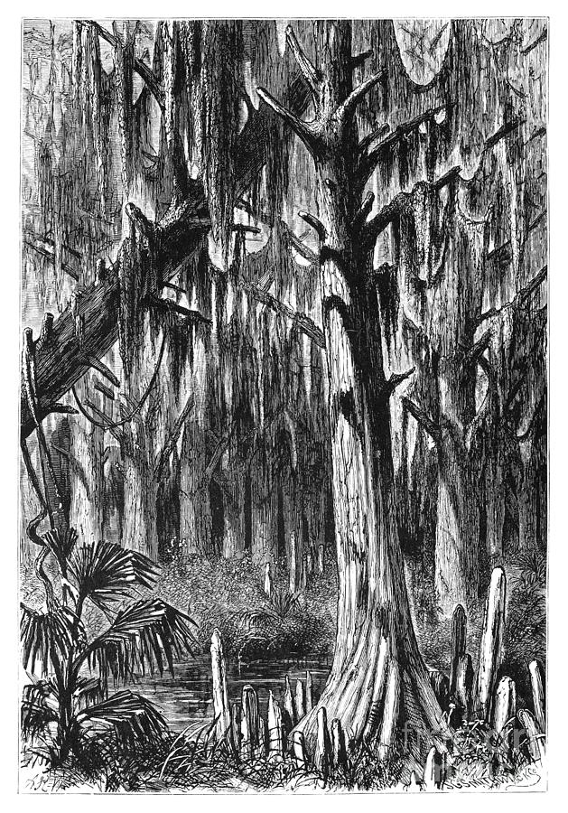 Louisiana Swamp Drawing by Alfred Rudolph Waud