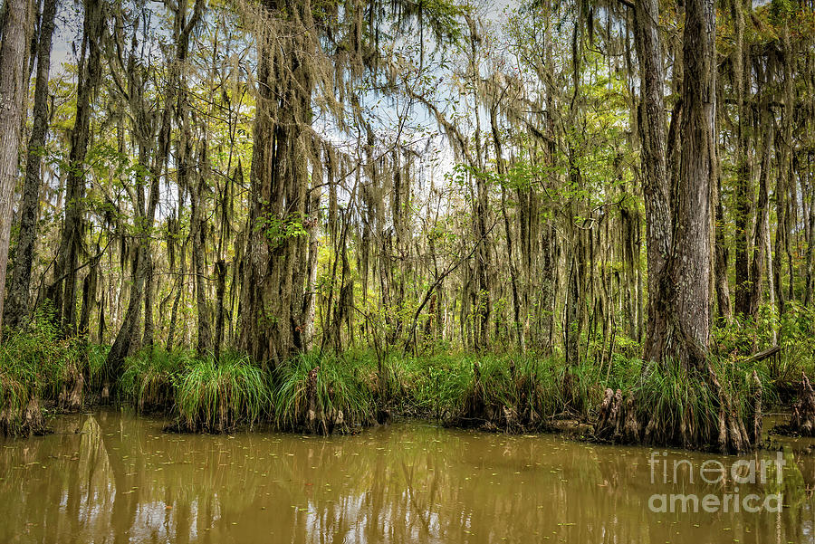 Louisiana Bayou Photos for Sale - Fine Art America