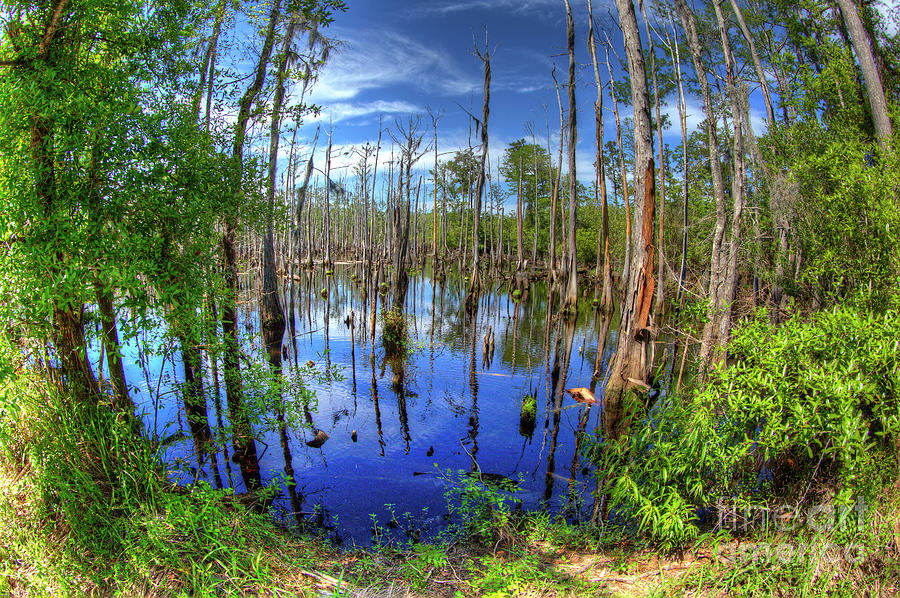 Louisiana Swamp Photograph by Chip Bolcik Fine Art America