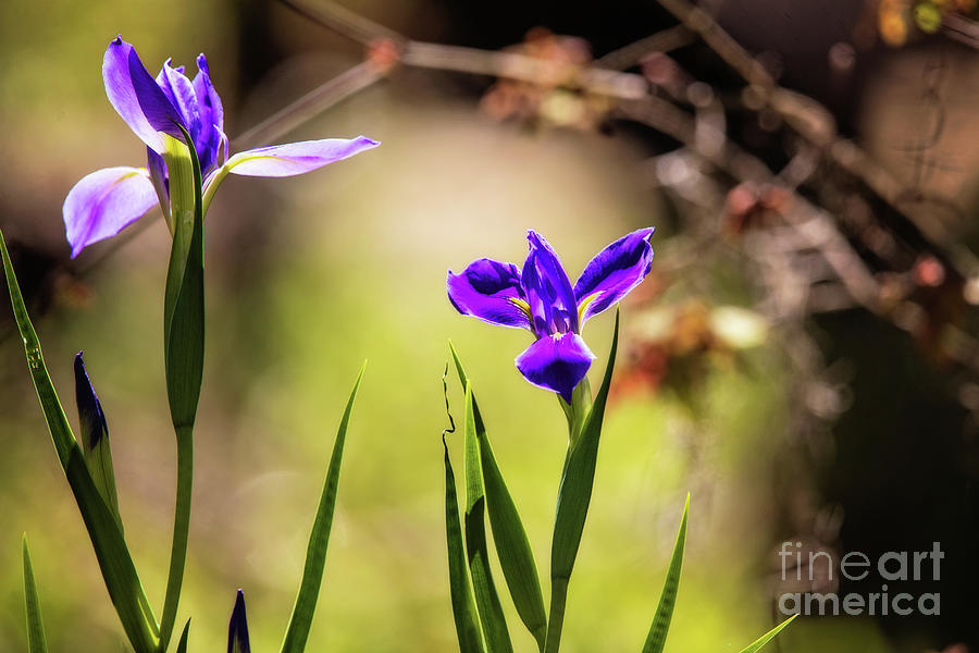 Iris Photograph - Louisiana Swamp Iris - Purple by Scott Pellegrin