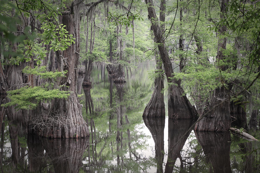 Louisiana Swamp Photograph by Kathryn8