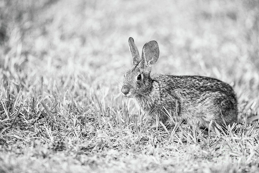 Louisiana Swamp Rabbit BW Photograph by Scott Pellegrin Pixels