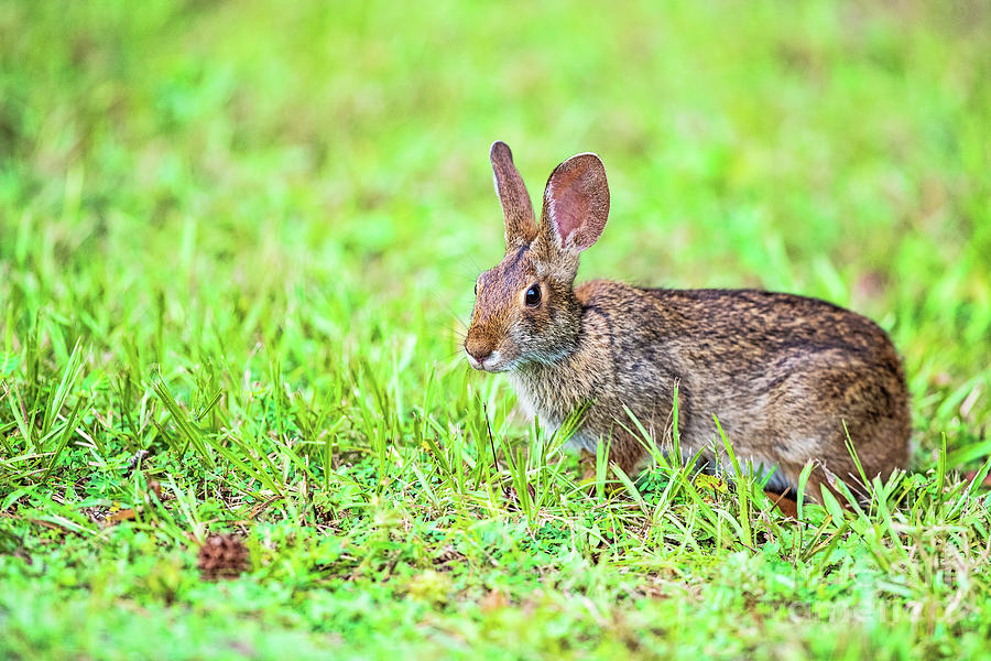 Nature Photograph - Louisiana Swamp Rabbit by Scott Pellegrin