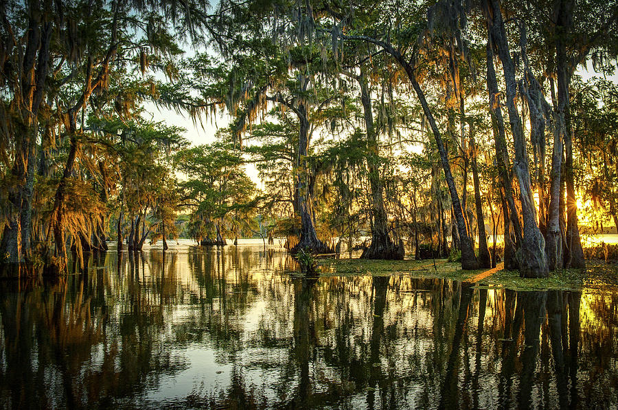 Louisiana Swamp Photograph by Robert John Photography