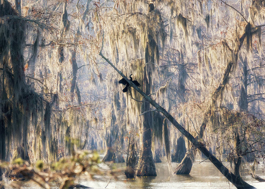 Tree Photograph - Louisiana Swamp by Susan Rissi Tregoning