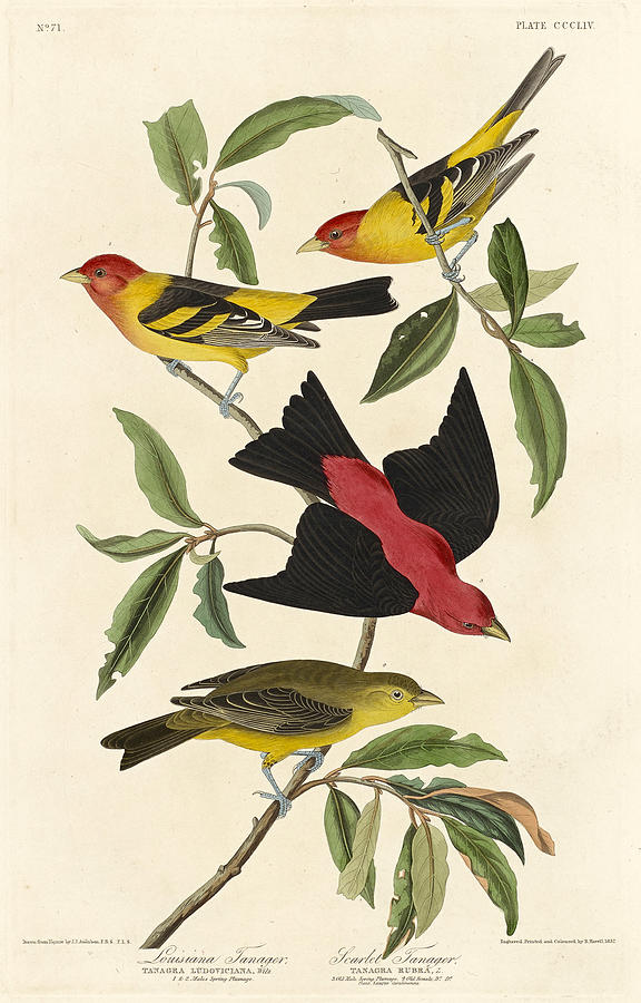 Louisiana Tanager and Scarlet Tanager Drawing by Robert Havell