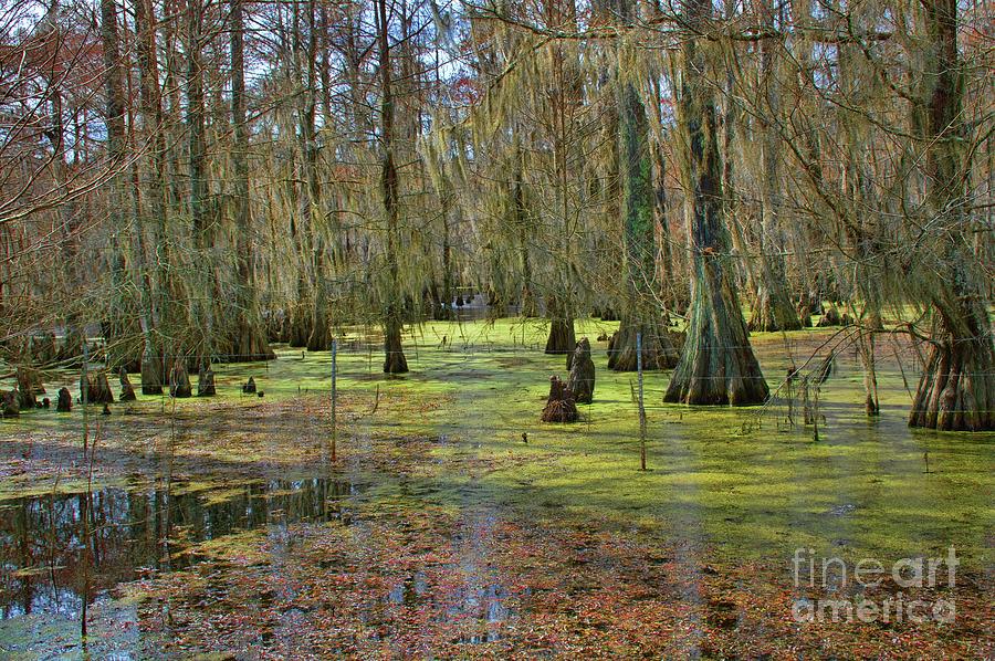 Louisiana Wetlands Photograph by Diana Mary Sharpton