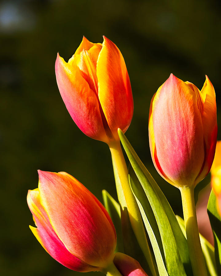 Loula's Tulip - vertical crop Photograph by Mike Mcquade | Fine Art America