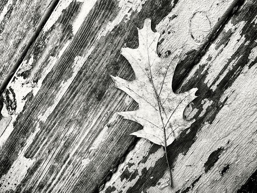 Oak Leaf Photograph - Lounging Around BW 120723 by Mary Bedy