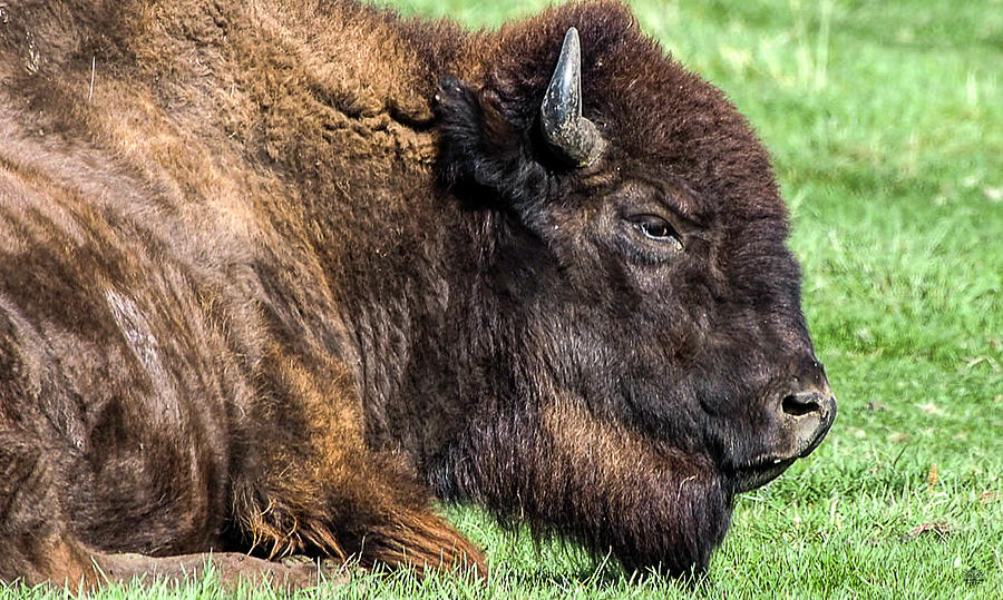 Lounging Buffalo  Photograph by Kelly Larson