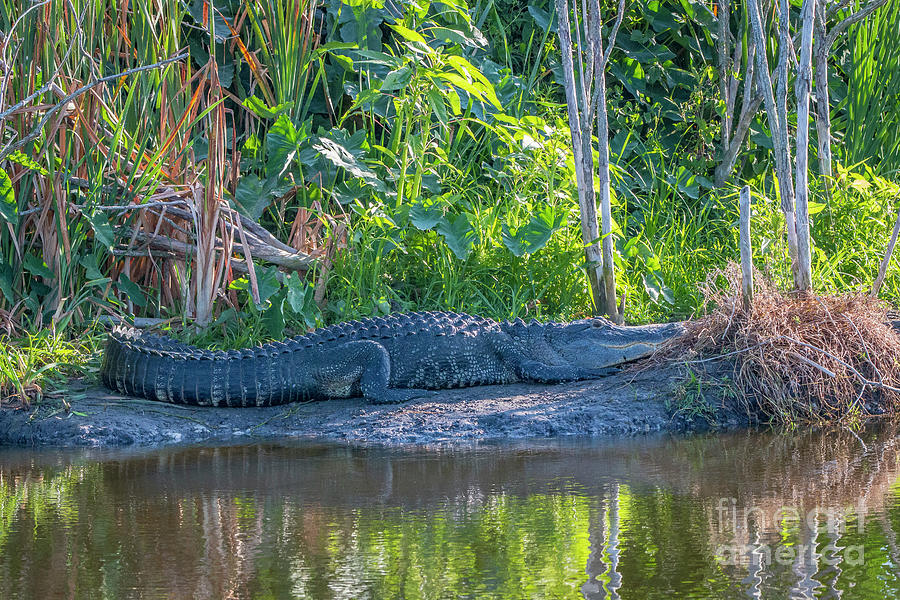 Lounging Gator Photograph by Tom Claud