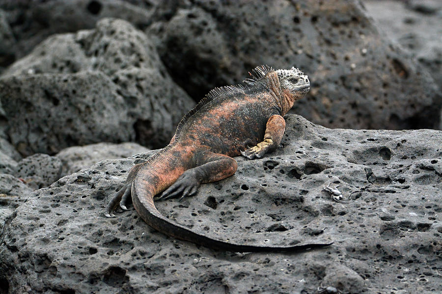 Lounging Godzilla Photograph by John David Curlis - Pixels