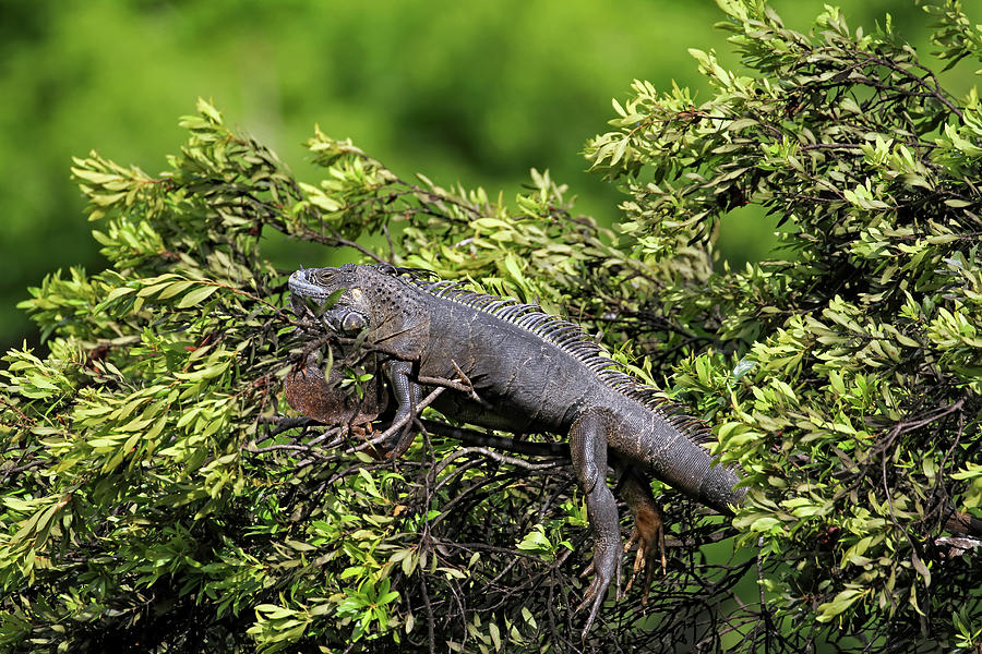 Lounging Lizard Photograph by Jennifer Robin