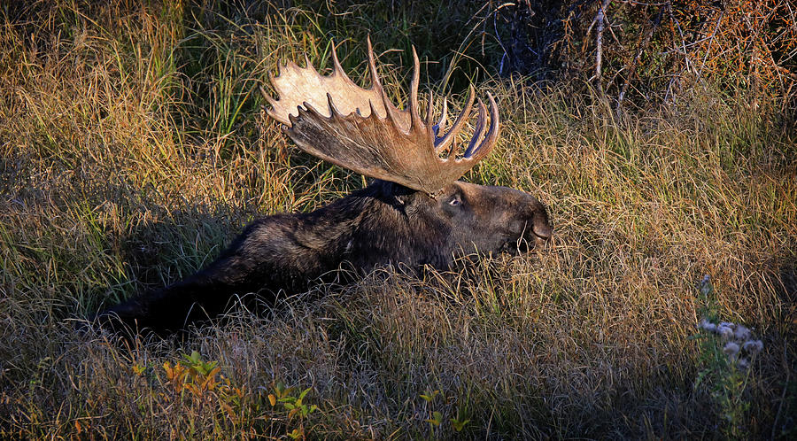Lounging Moose Photograph by Dan Sproul