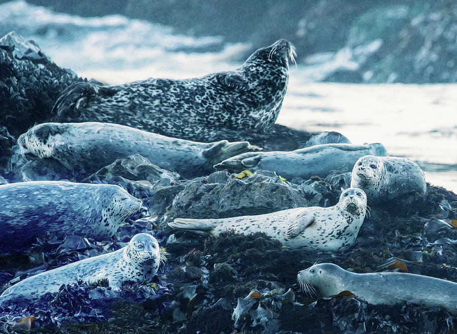 Lounging Seal Family Photograph by Jaki Miller