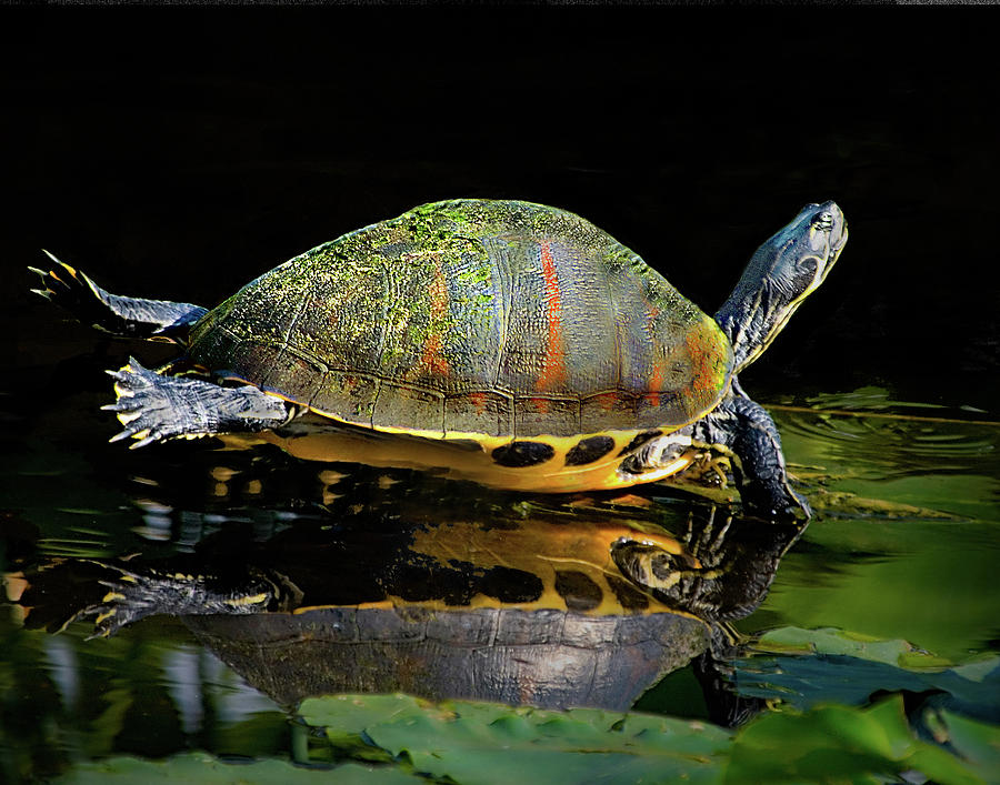 Lounging Turtle Photograph by Don Durfee