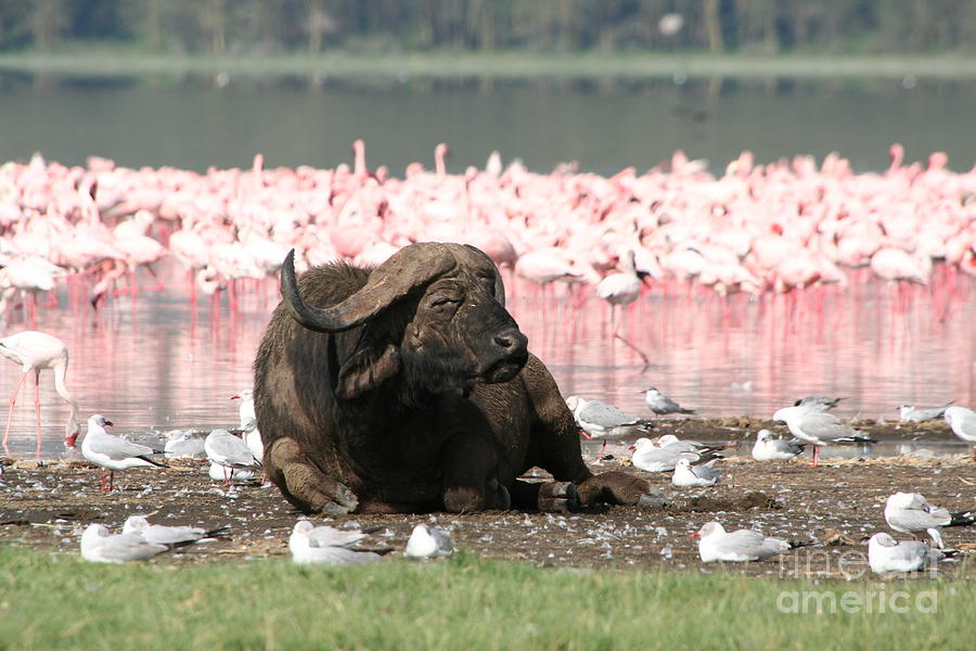 Wildlife Photograph - Lounging Water Buffalo  by Saving Memories By Making Memories