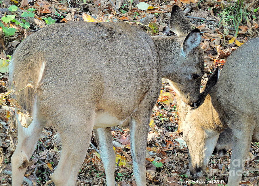 Love Among The Whitetails Photograph by Tami Quigley