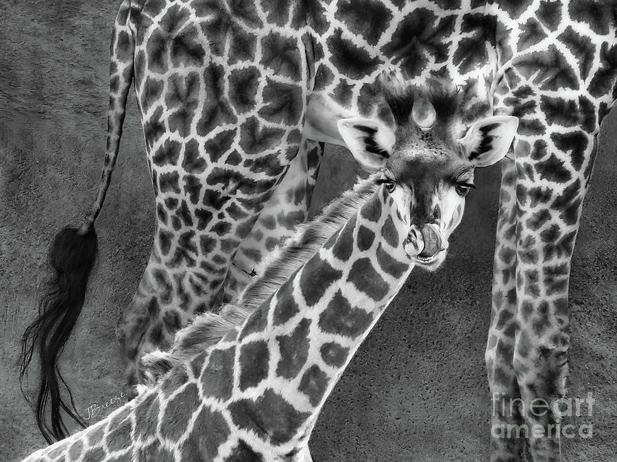 Love and Licks Giraffe Photograph by Jennie Breeze