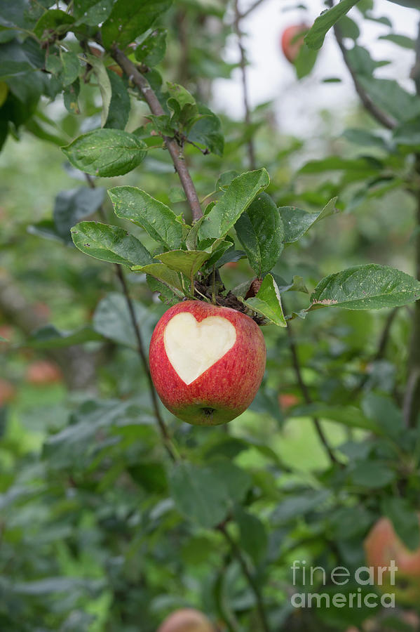 Love Apples  Photograph by Tim Gainey