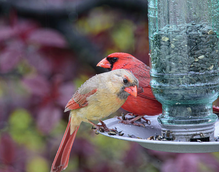 Love Bird Cardinals Photograph by Lara Ellis