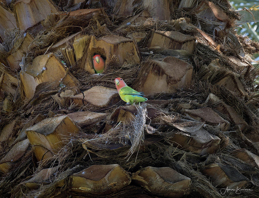 Love Birds Photograph by Aaron Burrows