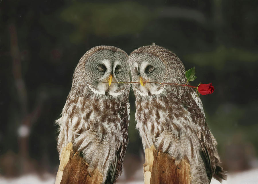 Love Birds Photograph by Carrie Ann Grippo-Pike