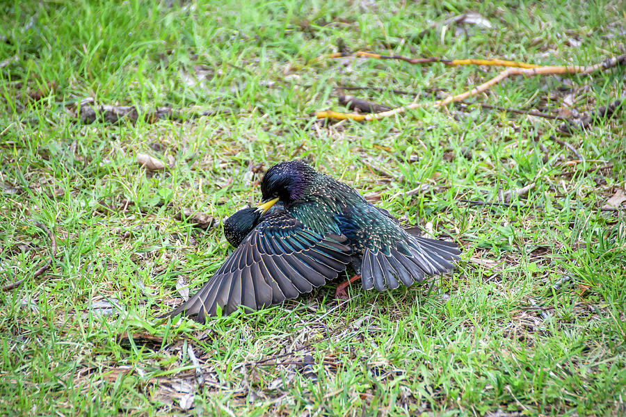 Love Birds Cuddle On The Grass Photograph