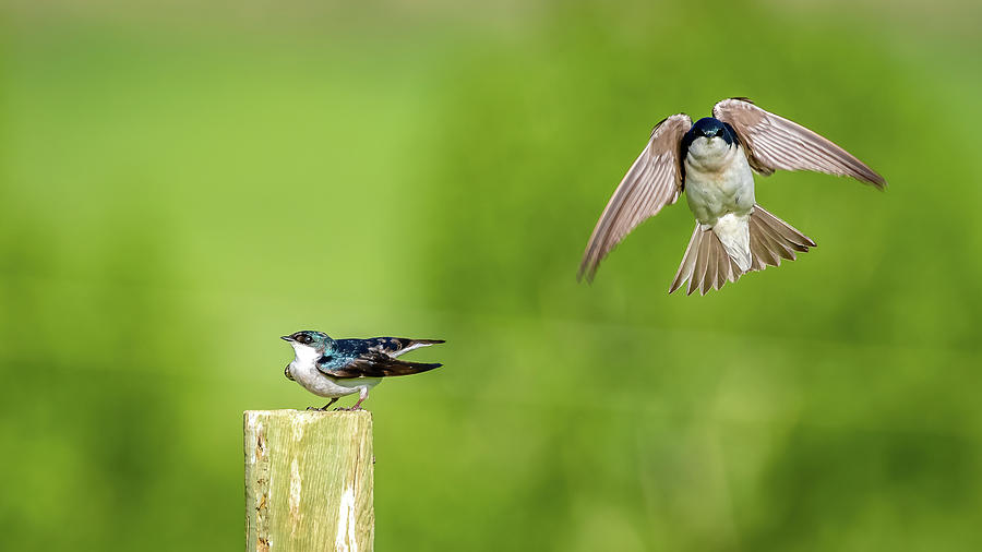 Love Birds Photograph by Dan Kinghorn - Fine Art America